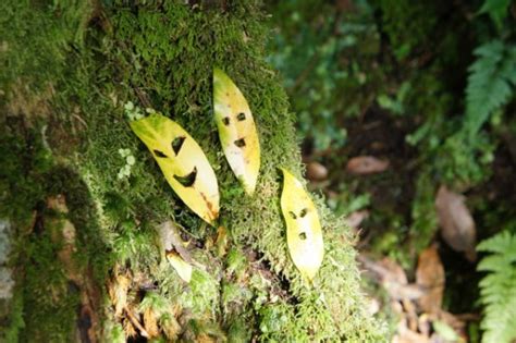 Best Yakushima Hiking Trails | Japan Wonder Travel Blog