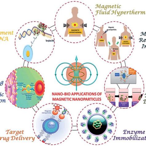 MNP structure with multiple functions at the cell surface [49 ...