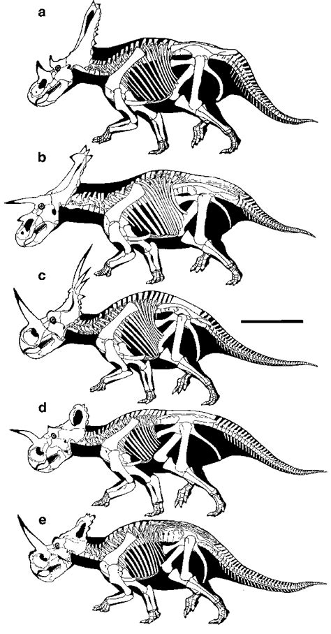 Anchiceratops Skull