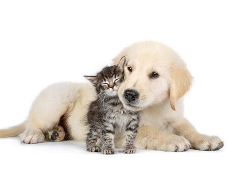Distinguishing Between Dog and Cat Breeds - Pet Lovers Diary