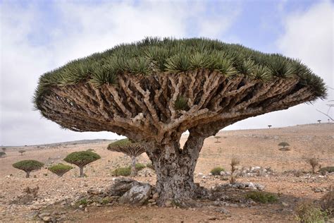 Dragon's Blood Tree, Socotra Island | Dracaena cinnabari | Rod Waddington | Flickr