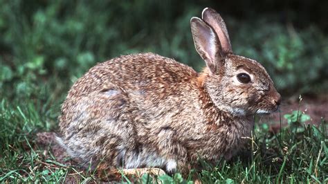 Heimische Waldbewohner: Tiere im Wald - Tierwelt - Natur - Planet Wissen