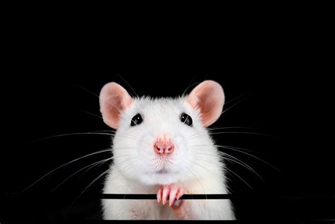 'Rat-human hybrids' to be developed in Japan after government signs off research