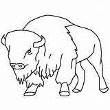 Free Printable Bison Coloring Pages For Kids sketch template