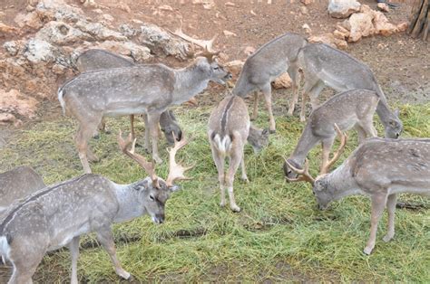 Introducing Fallow Deer | Israel Tours