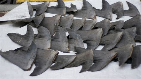 Show Support for Ban On Harvesting and Sale of Shark Fins