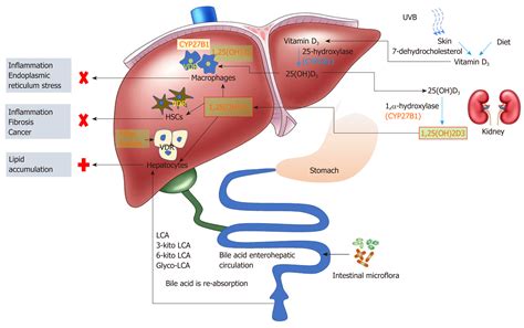 Is vitamin D receptor a druggable target for non-alcoholic steatohepatitis?