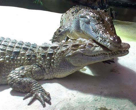 The One Plan Approach Benefits Philippine Crocodile Conservation — Reverse the Red