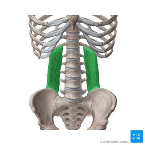 Önder Janice niyet m quadratus lumborum rüzgâraltı aktarma alkol