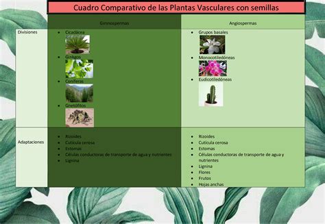 SOLUTION: Cuadro comparativo de las plantas vasculares con semillas ...