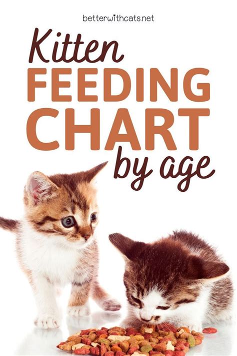 Kitten Feeding Chart By Age | Feeding kittens, Kittens, Cat feeding