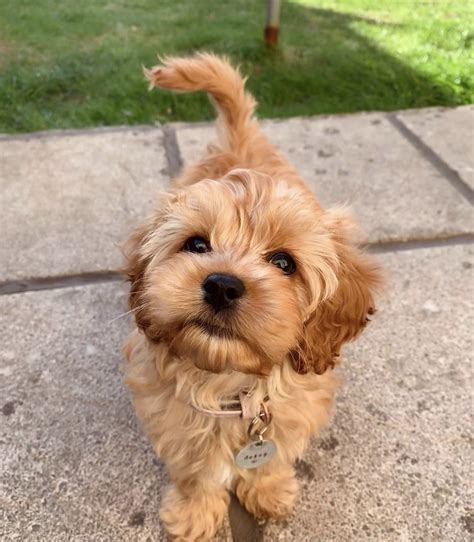 Cavapoo Puppies For Sale | Louisiana, MO #336248 | Petzlover