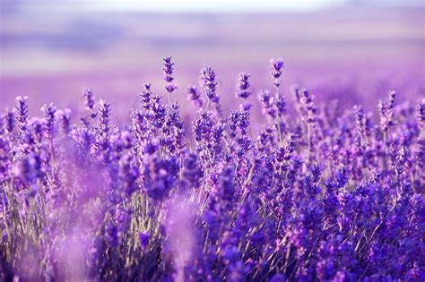 Lavender Desktop Wallpapers on WallpaperDog