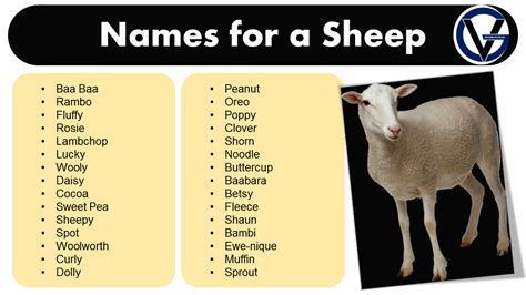 Good Names for a Sheep - Naming Ideas - GrammarVocab