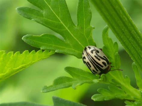 Premium Photo | Bug on a leaf