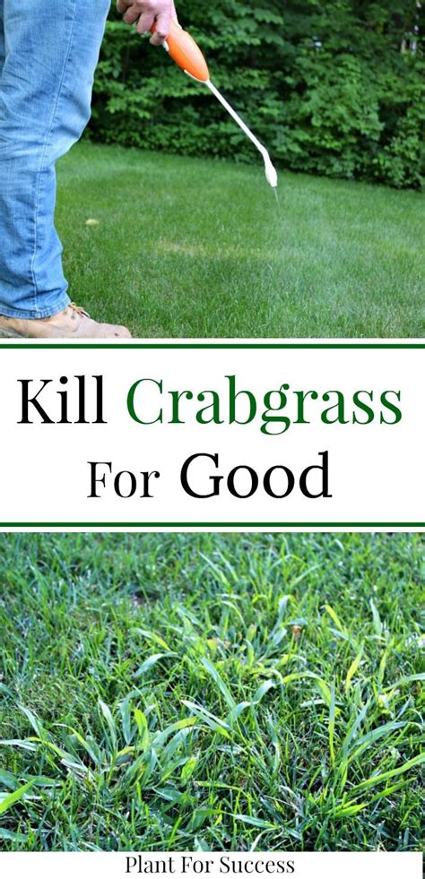 Kill Crabgrass For Good | Lawn care, Garden care, Green lawn care