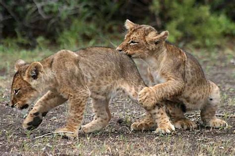 Baby Lions Play Fighting, Mashatu Game Reserve, Tuli Block, Botswana