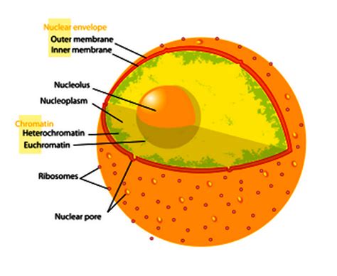 Euchromatin : The Packed form of Chromatin