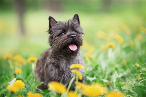 What Kind of Dog Is Toto from the Wizard of Oz? Breed Information, Pictures, and Facts - AZ Animals