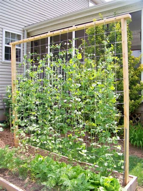 15 Easy DIY Cucumber Trellis Ideas | Diy garden trellis, Vegetable ...