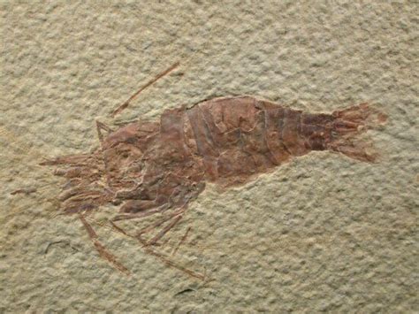 Fossil Prawn Decapod