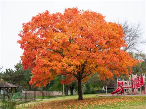 Acer saccharum ‘Legacy’ | Kiefer Nursery: Trees, Shrubs, Perennials