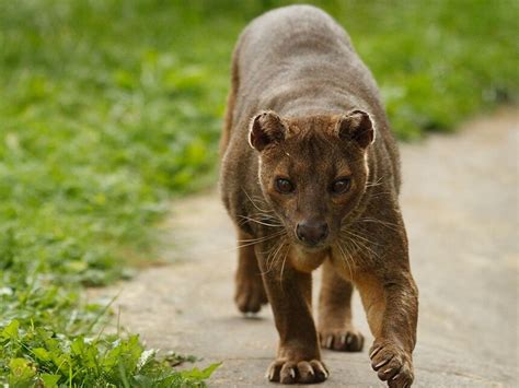 Il misterioso carnivoro del Madagascar - Wall Street International