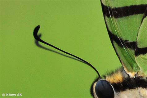 Butterflies of Singapore: The Butterfly Antennae