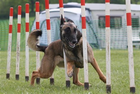 Malinois Agility