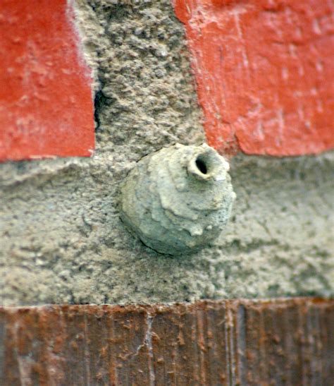 File:Potter wasp nest 6734.jpg - Wikimedia Commons