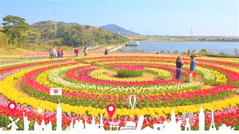 tulip garden jammu & kashmir, tulip festival srinagar - YouTube