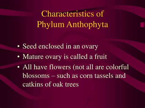 PPT - Phylum Anthophyta PowerPoint Presentation, free download - ID:1365595