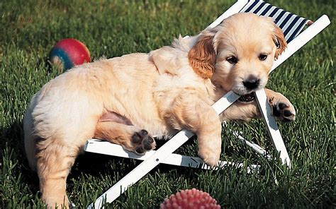 Golden Retriever puppy in chaise-longue photo and wallpaper. Beautiful Golden Retriever puppy in ...