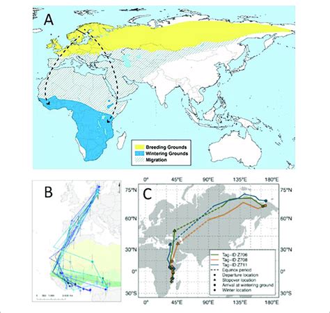 | Consistent, population-specific migration routes of Willow Warblers.... | Download Scientific ...