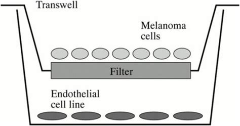 Membrane Solutions – MS®Co-Culture Plate[Insert Well]