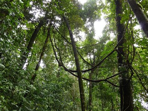 Free Image of Canopy of lush green rainforest trees | Freebie.Photography