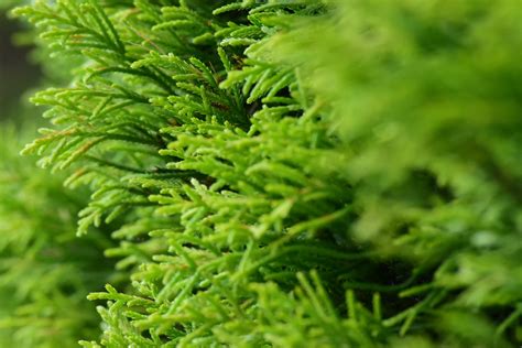 Free Images : landscape, tree, nature, grass, outdoor, branch, lawn, leaf, flower, moss, foliage ...