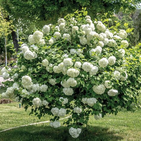 Snowball Bush Viburnum for Sale Online - The Greenhouse