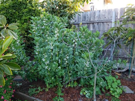 How to Grow & Use Fava Beans (Broad Beans): As Food & Cover Crops! ~ Homestead and Chill