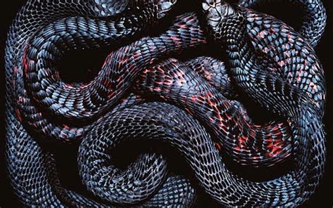 Red Snake Wallpaper