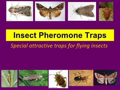 What are Insect Pheromone Traps