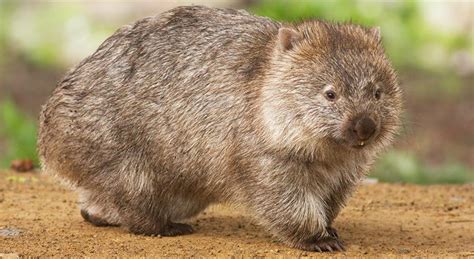 Wombats