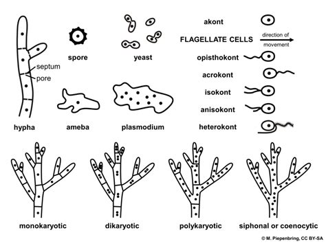 Mycology_prelims_1 Diagram | Quizlet