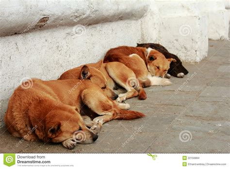 Four Sleeping Dogs in Kathmandu Stock Photo - Image of trek, faith ...