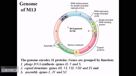 M13 phage genome structure - YouTube