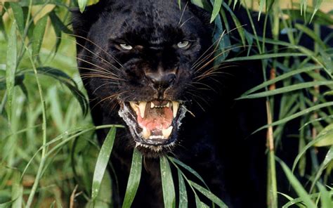 Angry Black Panther Wallpaper