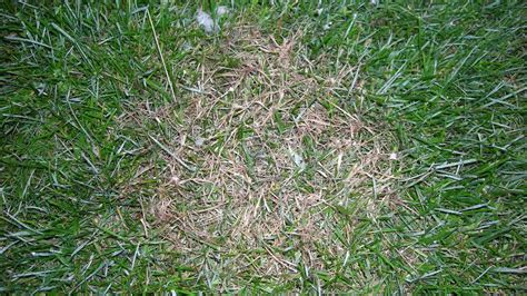 Lawn Fungus Identification Guide | Which Common Fungal Disease Is In ...