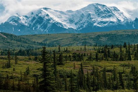 Beautiful Boreal Forest Along the Richardson Highway in Alaska Stock ...