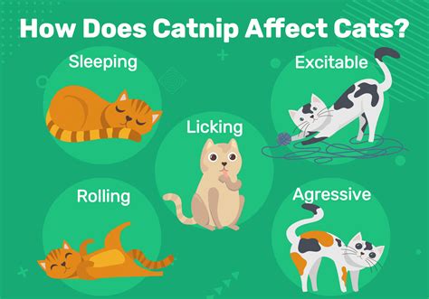 How Long Does Catnip Take To Kick In? Effects & Tips (Vet-Verified Info) - Catster