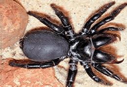 Mouse Spiders SPIDER CHART Venomous or Dangerous?